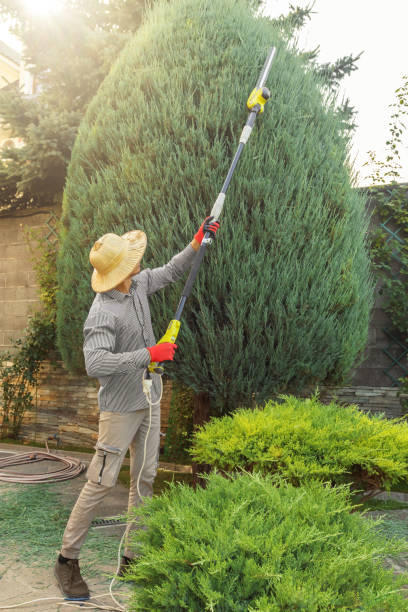 Reliable American Canyon, CA Tree Care  Solutions